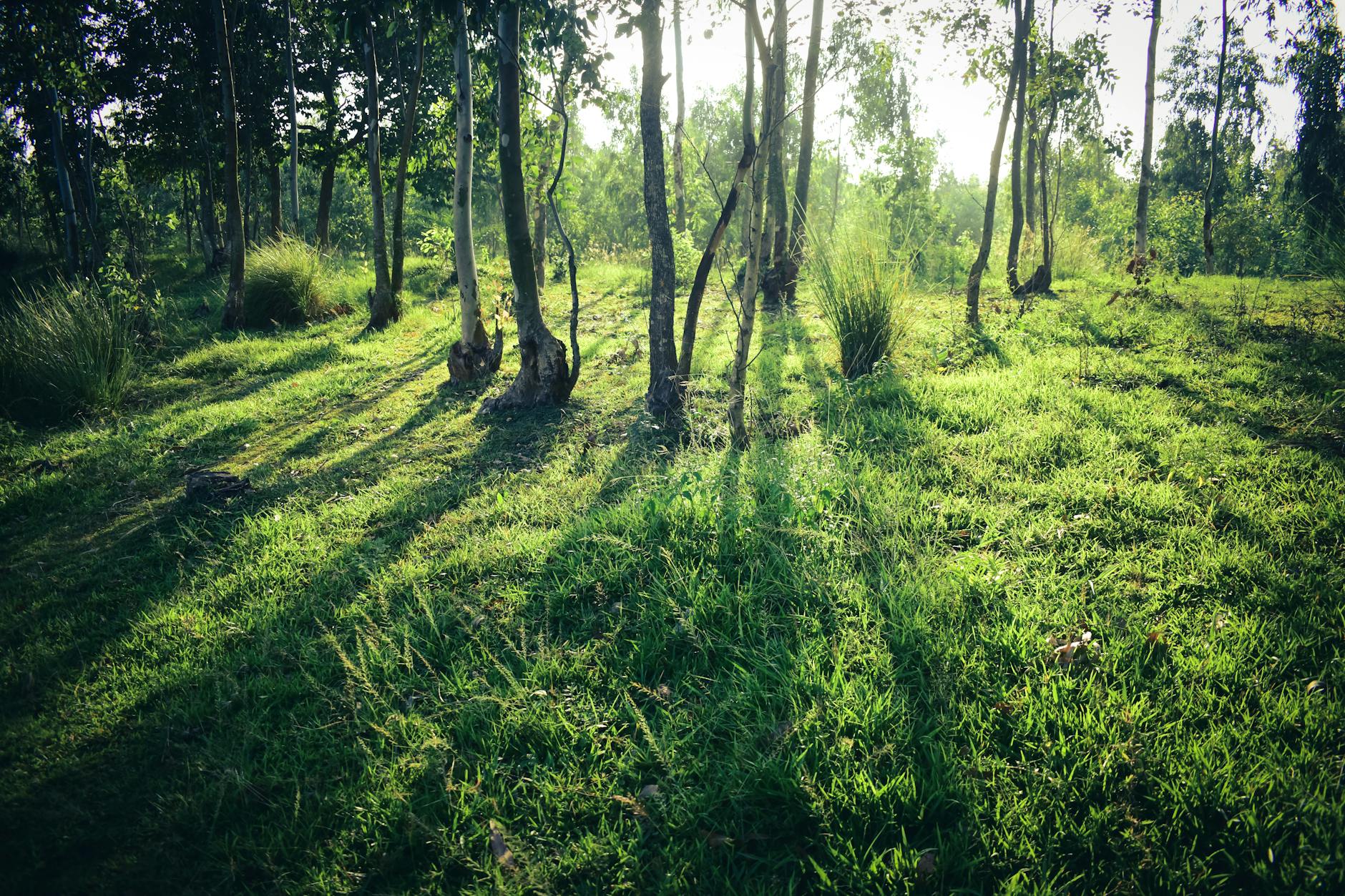 tranquil forest glade with sunlight filtering through trees