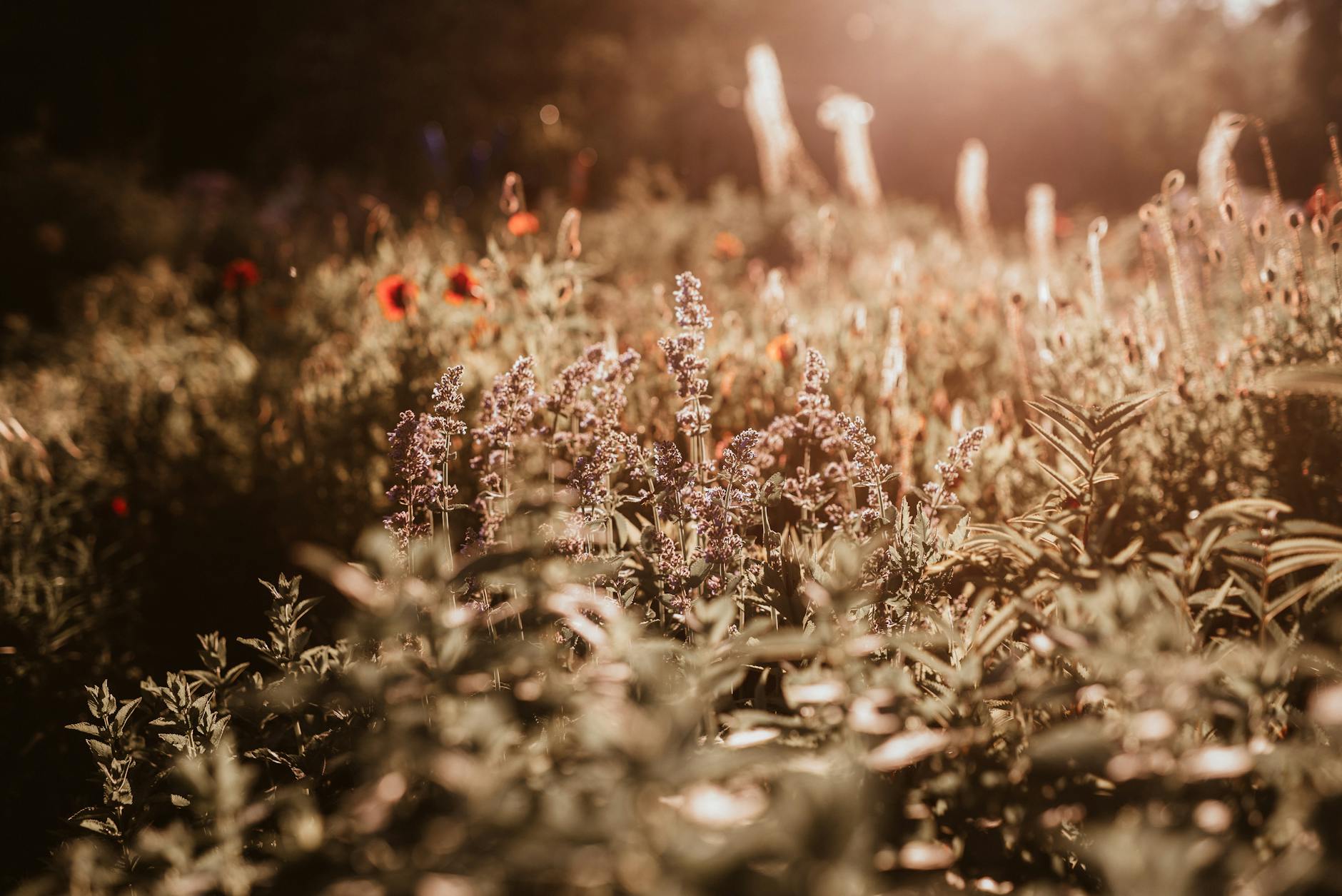 serene nature clearing with sunlight and wildflowers