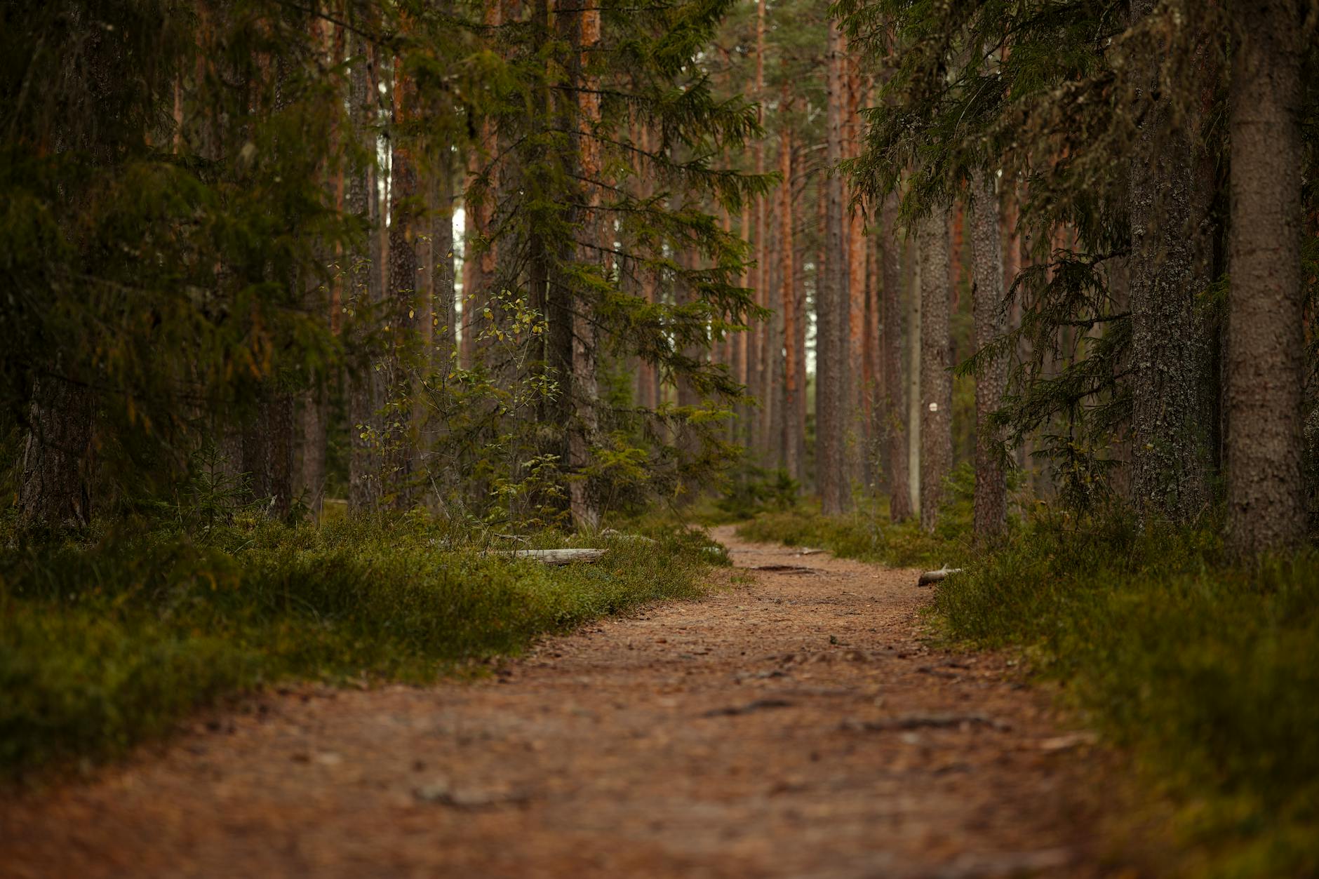 peaceful woodland landscape with trail in foreground