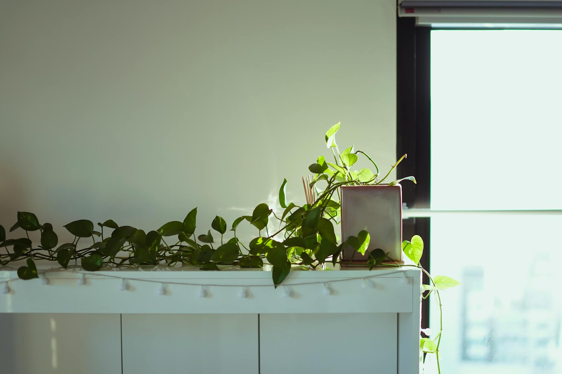 indoor plants fresh air home scent