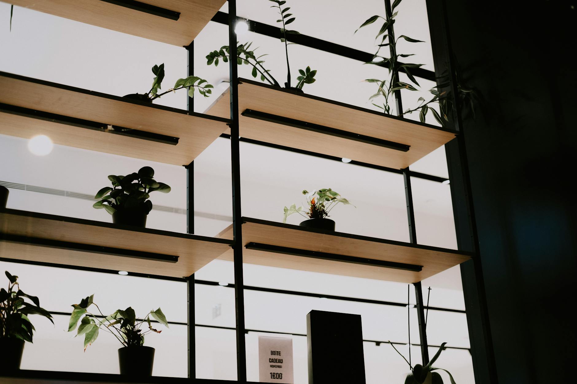 shelves styled with plants and natural materials