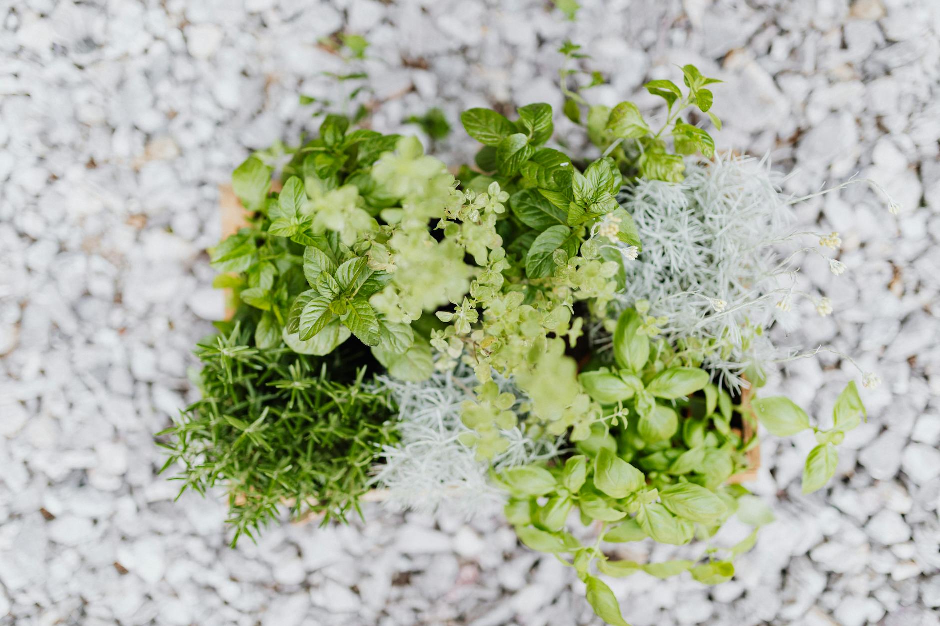 close up rooftop plants herbs