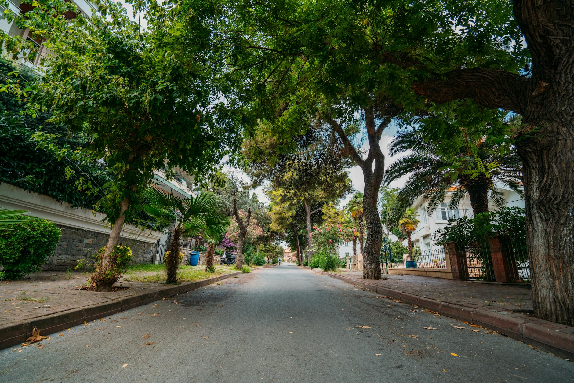 shade trees home cooling
