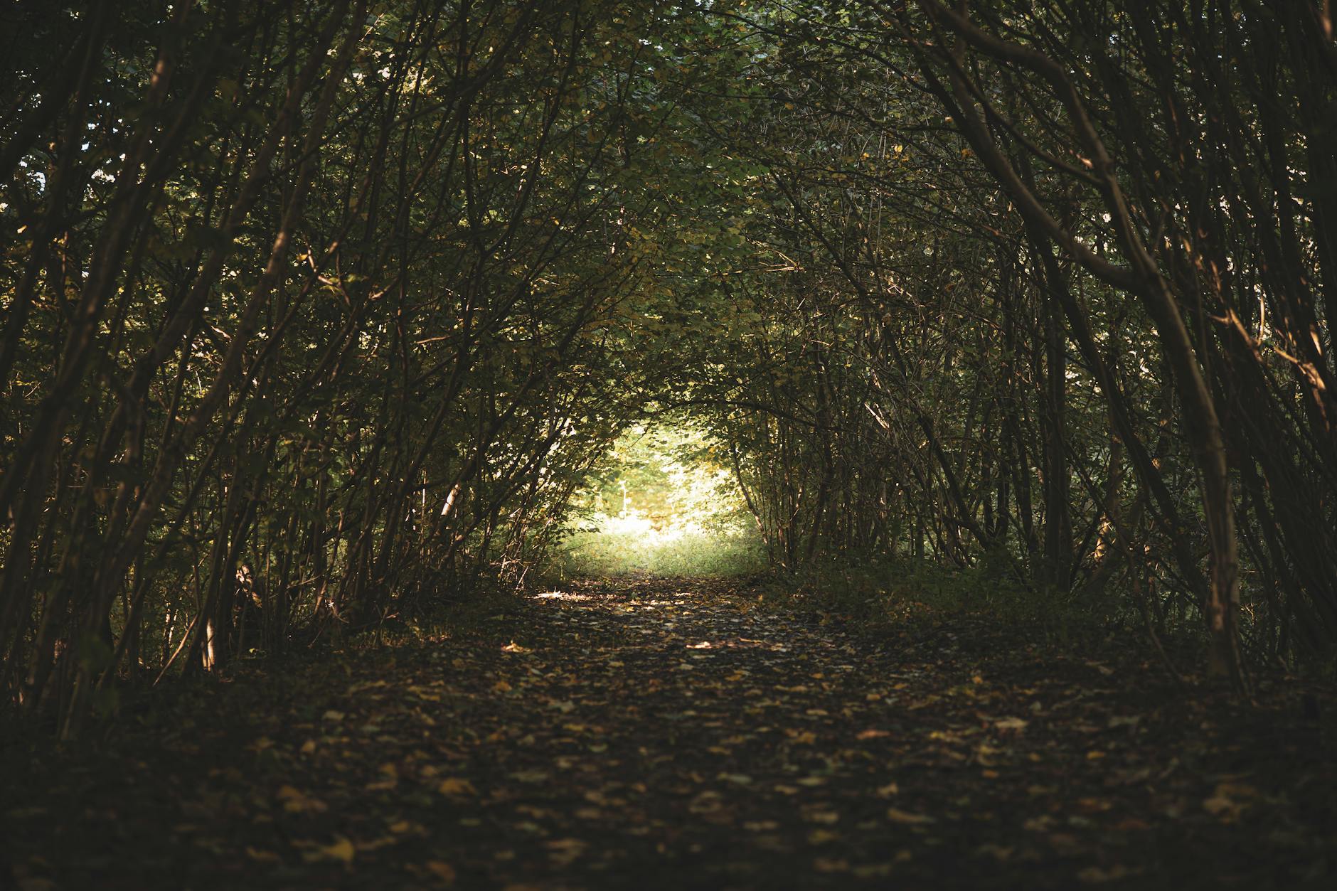 hidden pathway in the woods