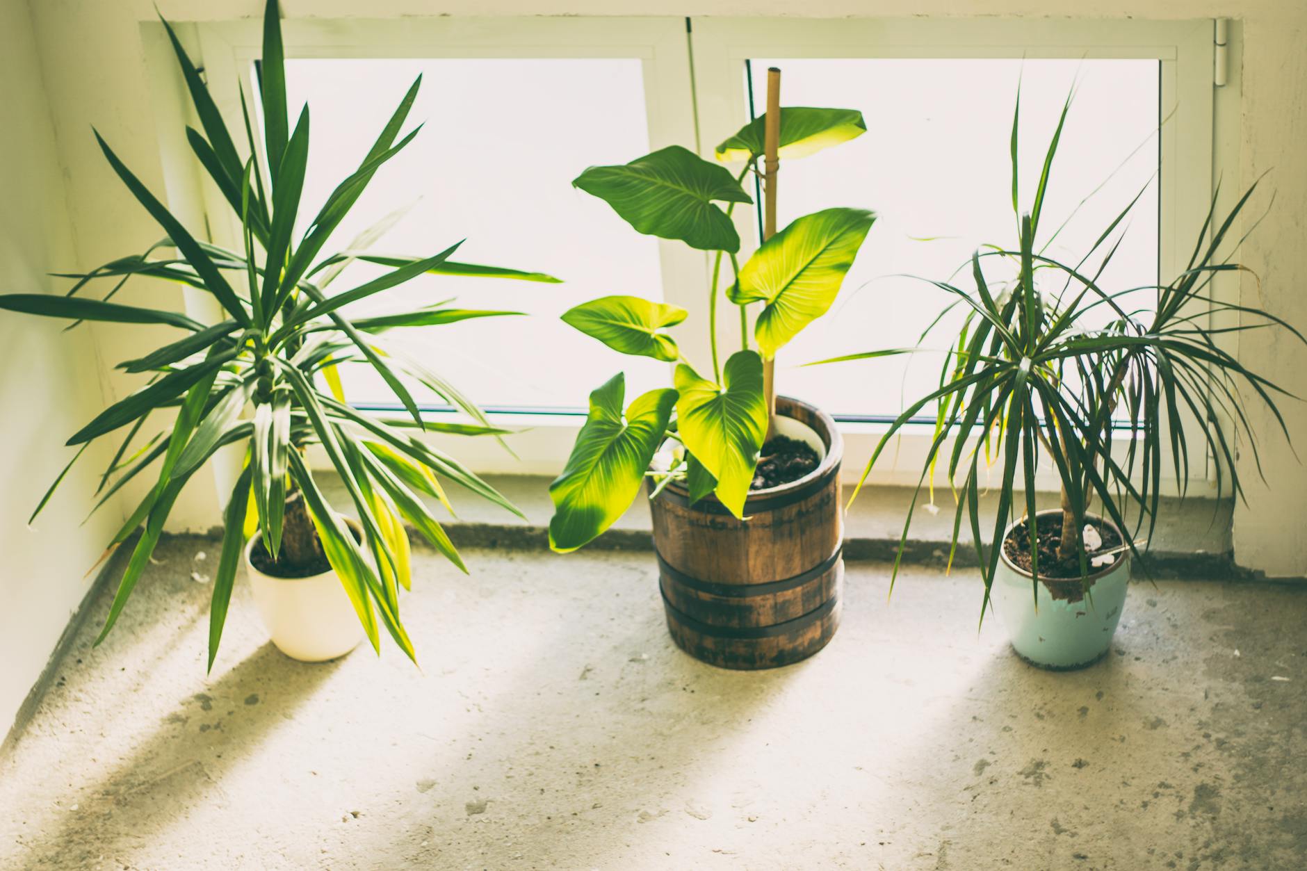 various indoor plants types