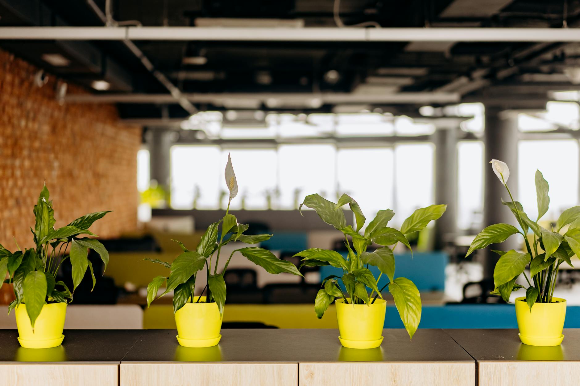 beautiful indoor plant arrangement decor