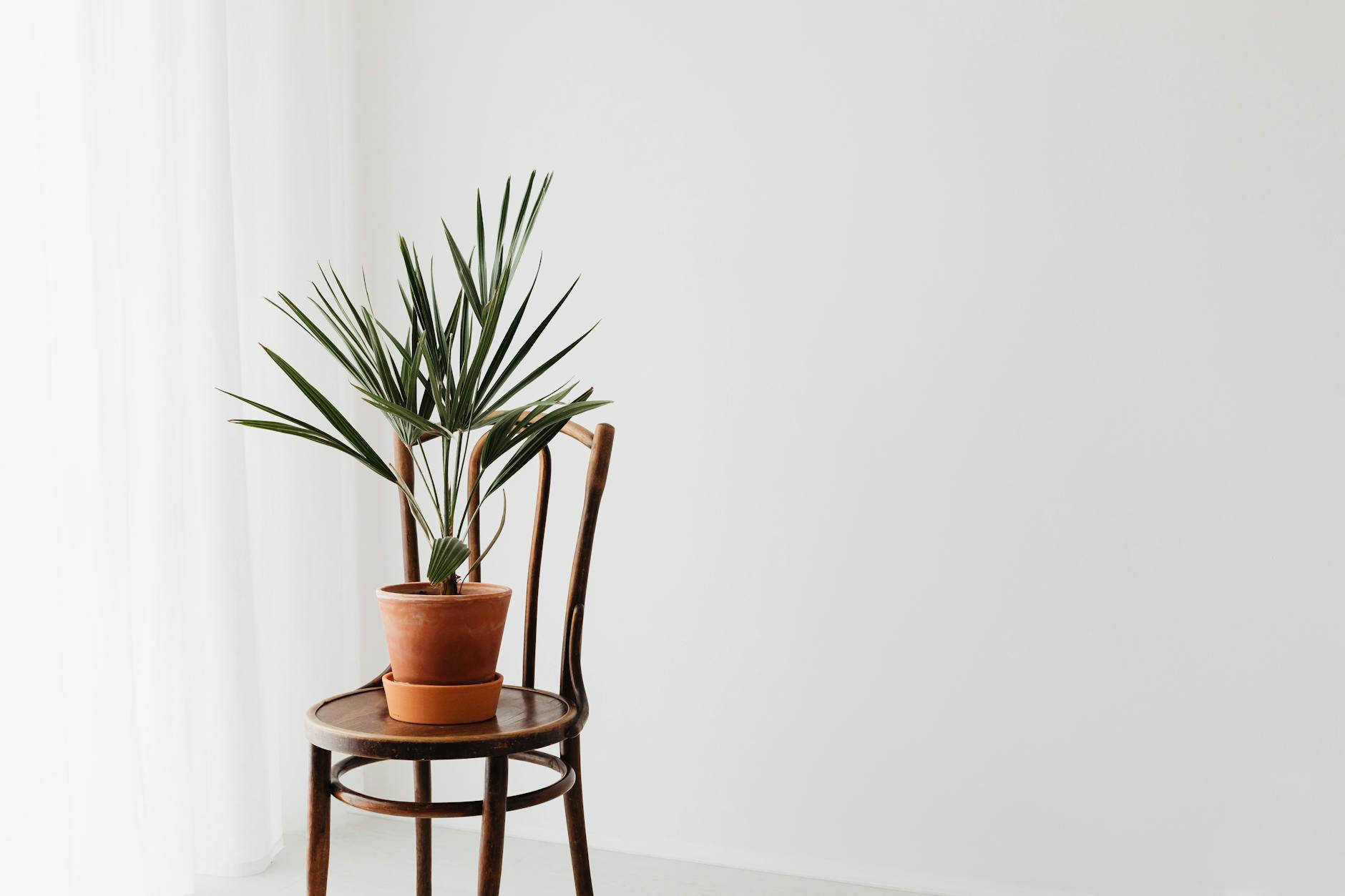 indoor plant care tips
