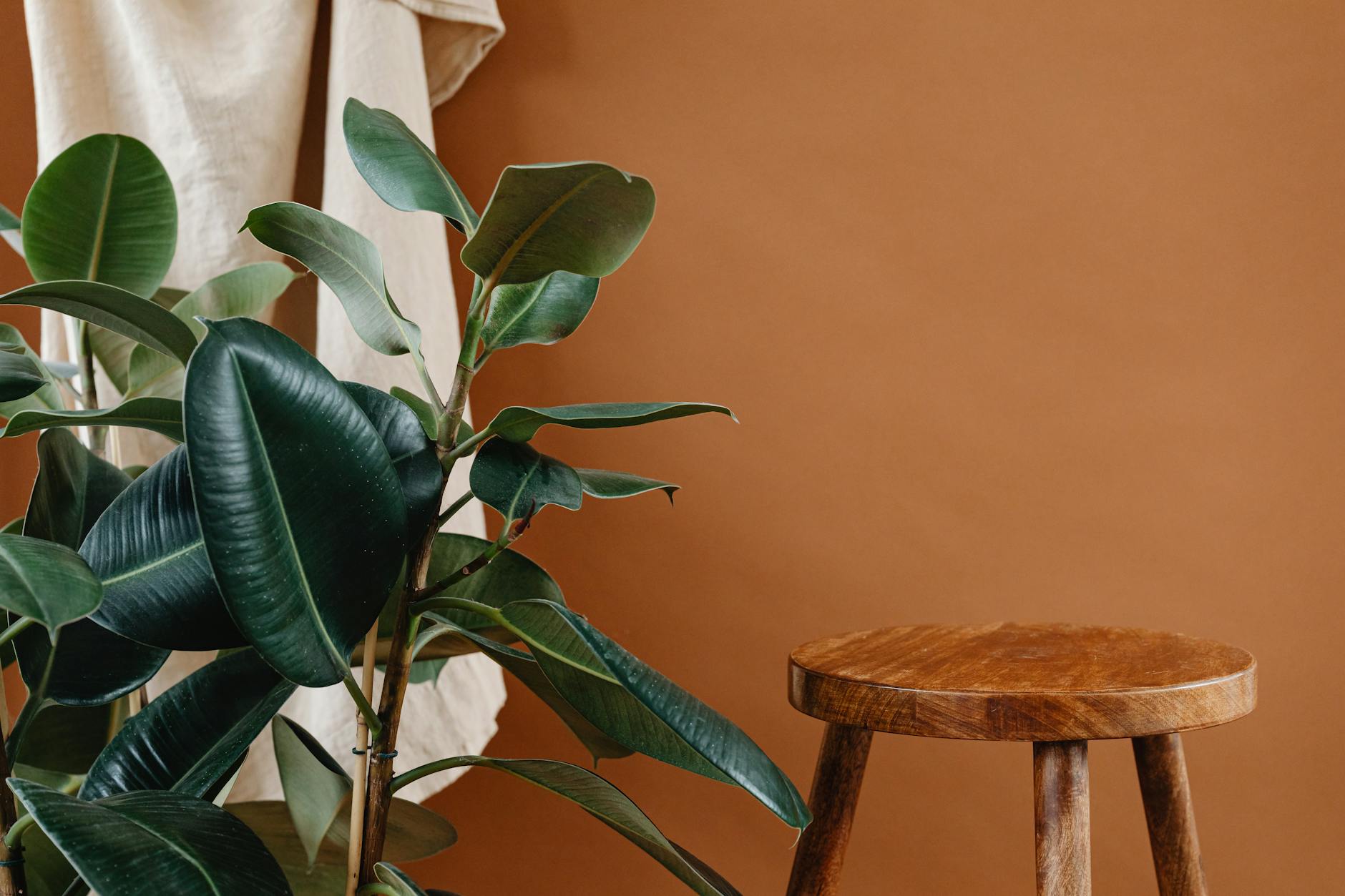natural wooden furniture with houseplants
