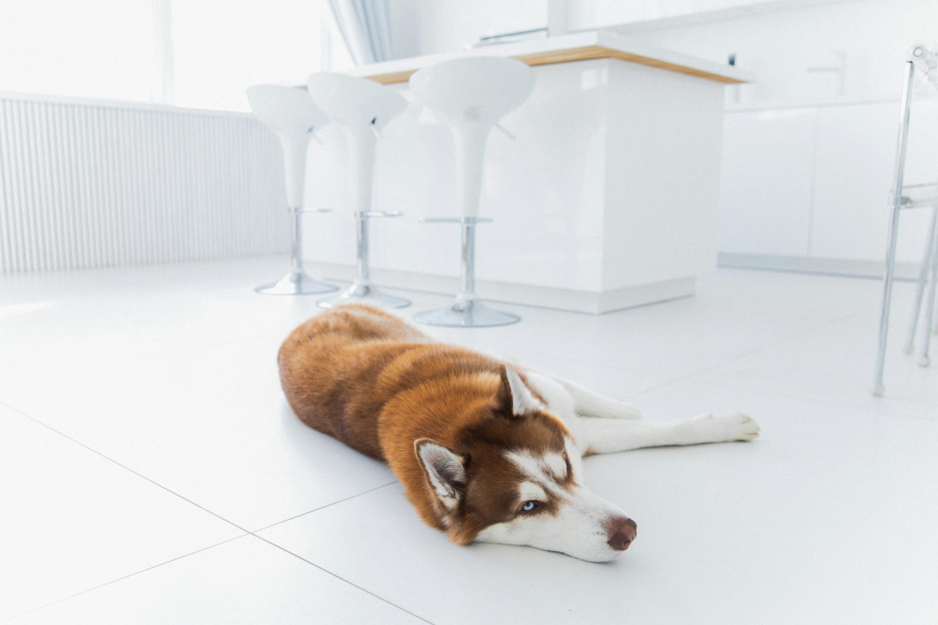 happy dog and clean home
