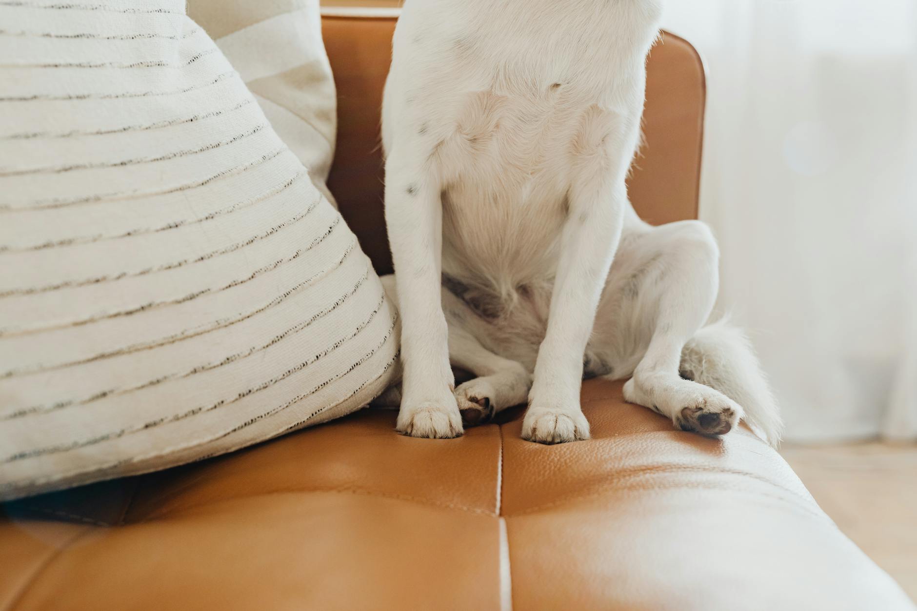 decorating pet-friendly home