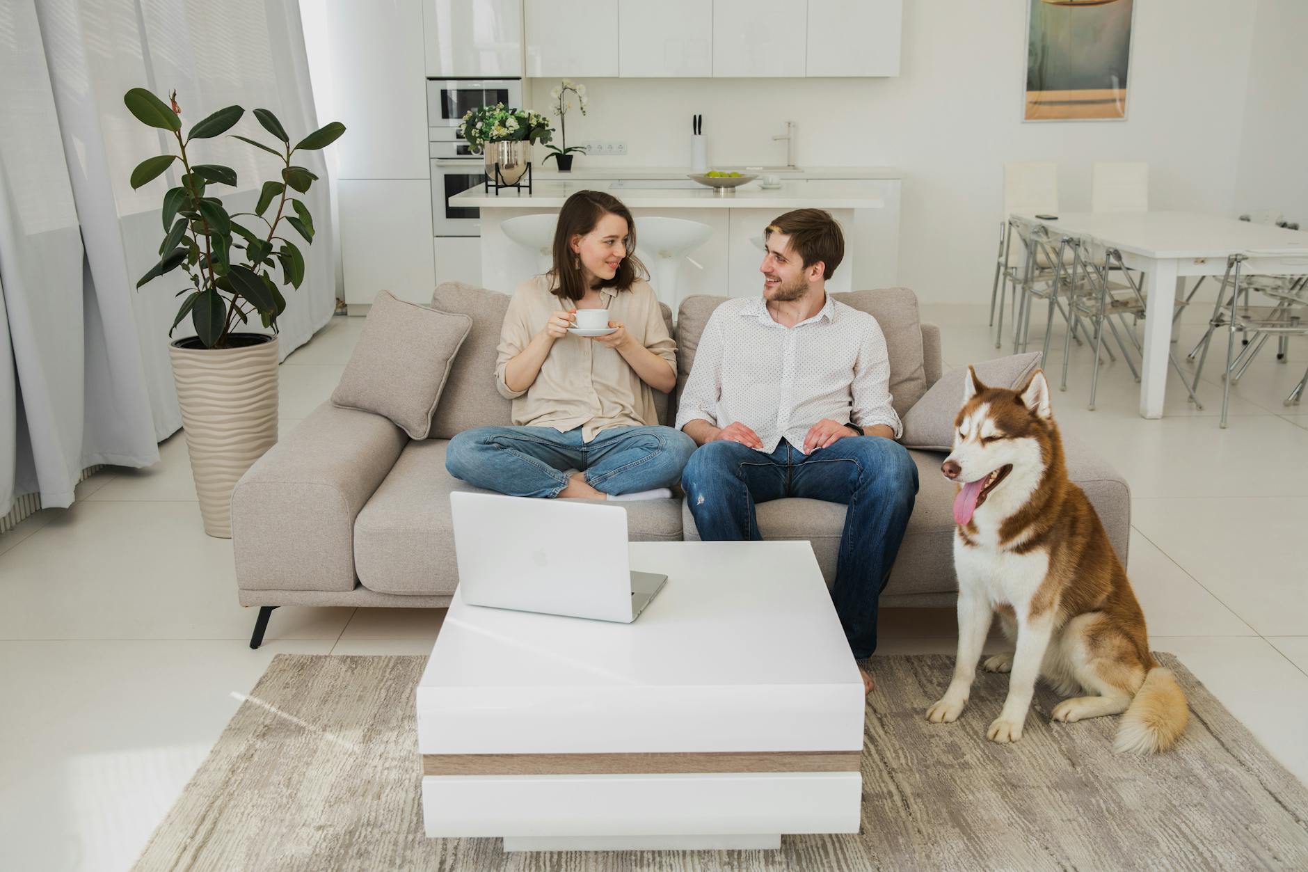 pets and home care
