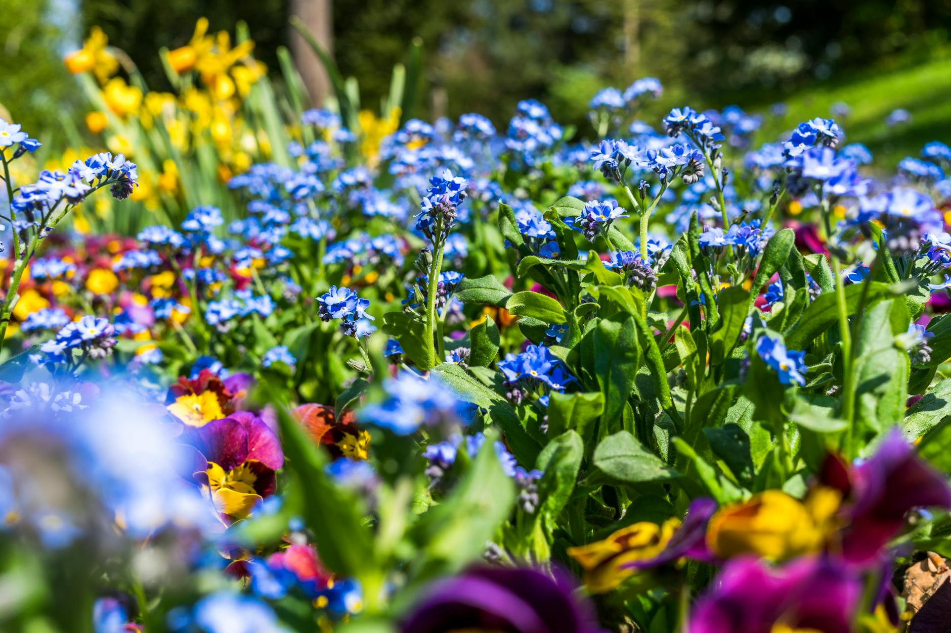 close-up of blooming flowers in the park