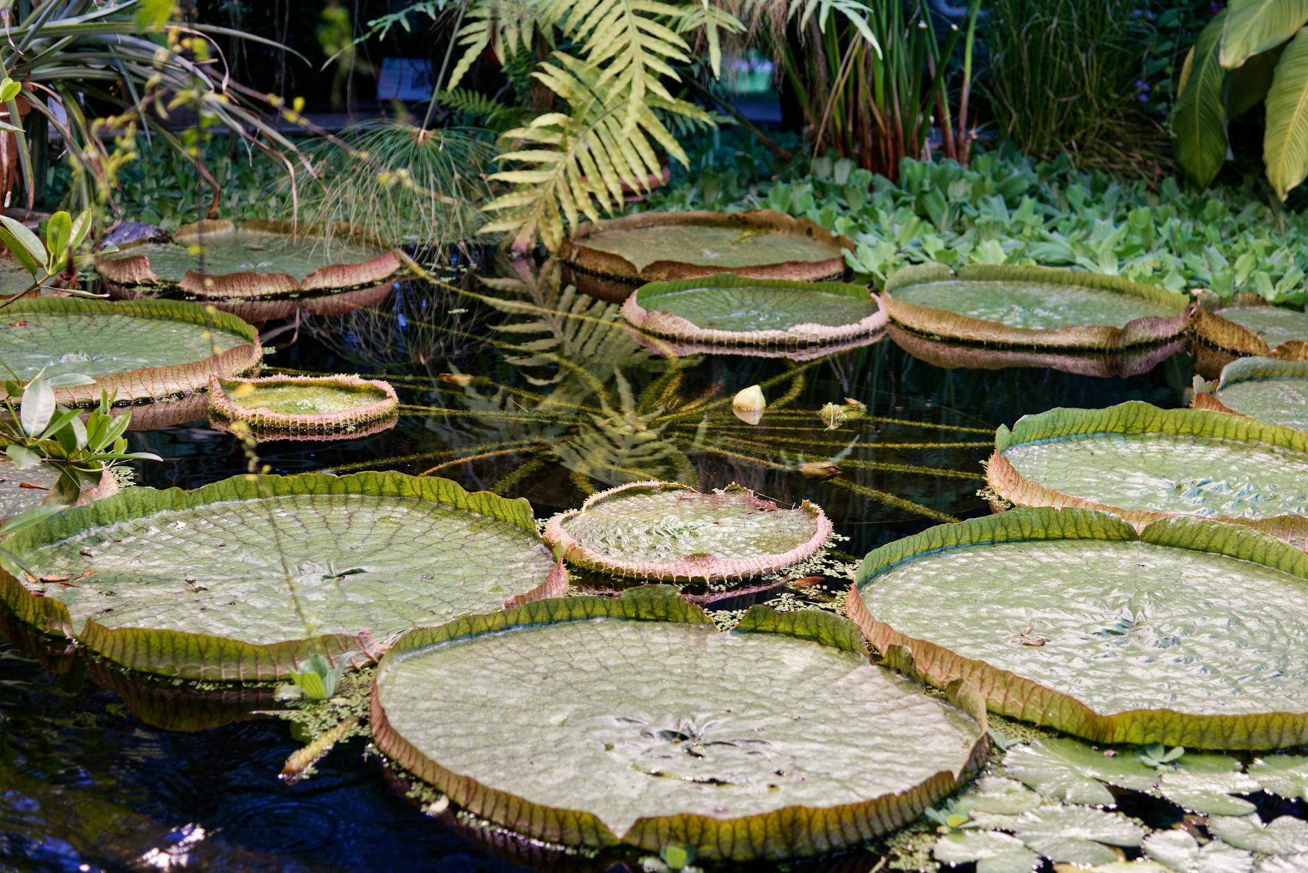 urban wildlife, garden pond with lily pads, city nature